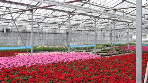 Étudier et modéliser les microclimats d’une serre permettra, par exemple, d’optimiser l’utilisation du biocontrôle. ©A. Mabire